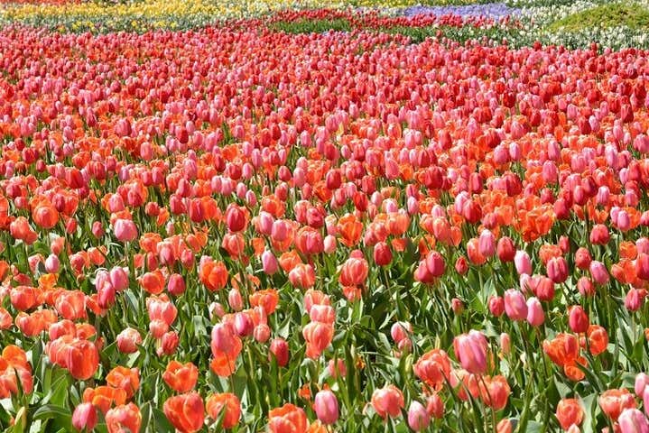Vous admirerez les magnifiques champs de tulipes