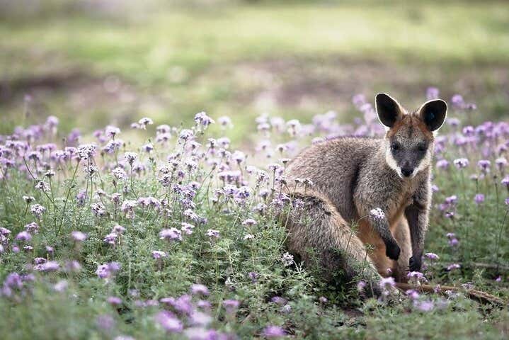 Un wallaby dans son habitat naturel