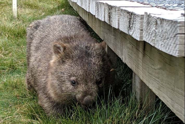 Vous aurez l'occasion d'observer des wombats