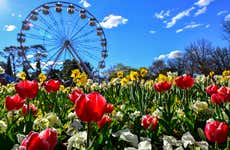 Canberra Floriade Tour