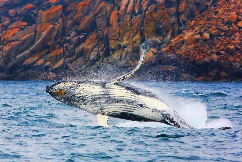 Observation des baleines dans la baie de Wineglass