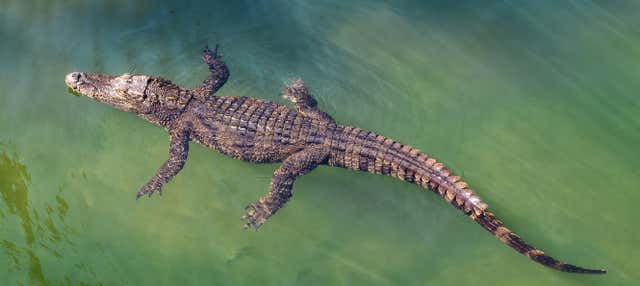 Crocosaurus Cove Ticket