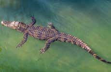 Ingresso do Crocosaurus Cove