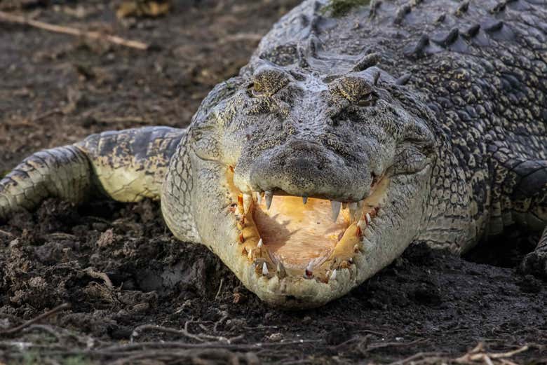 Crocodile d'eau salée