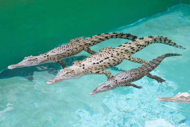 Les crocodiles de Crocosaurus Cove