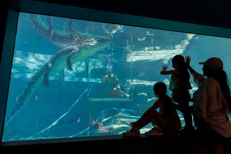 Admirando los cocodrilos más pequeños