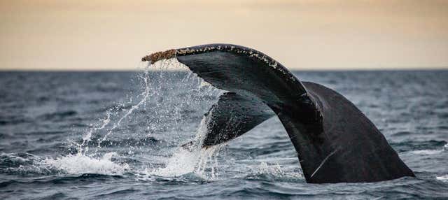 Whale Watching in Geographe Bay from Dunsborough - Civitatis.com