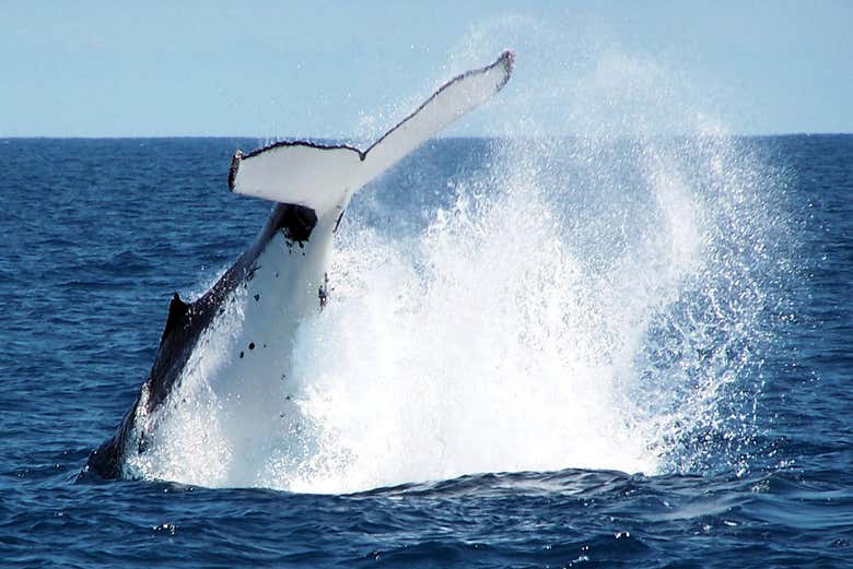 Apercevez des baleines à Dunsborough