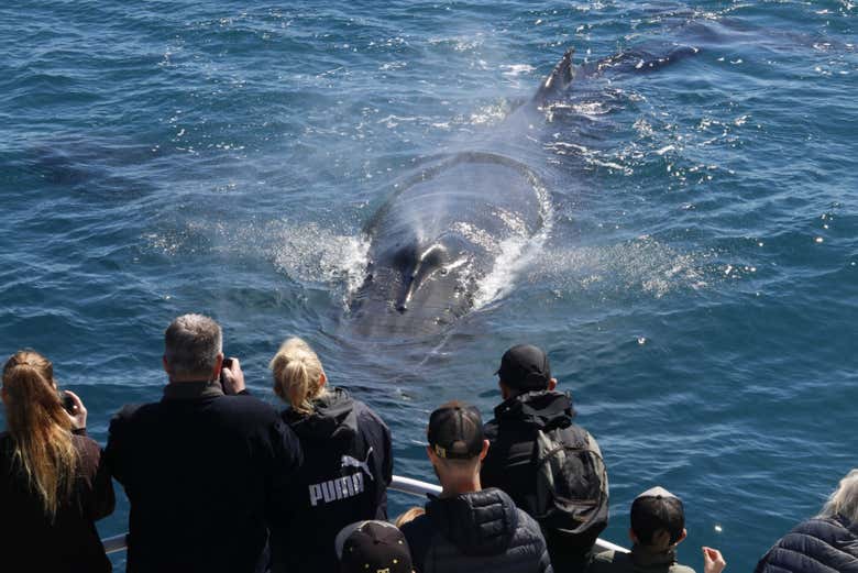 Photographiez des baleines