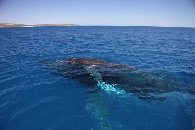 Apercevez une baleine à bosse