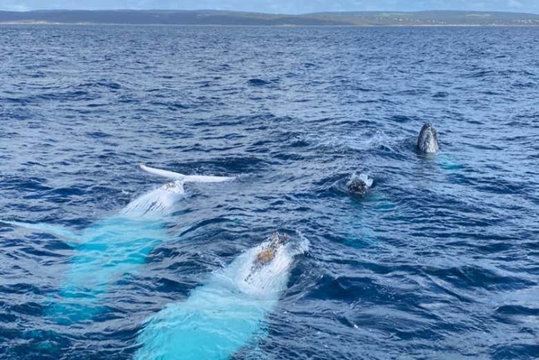 Un groupe de baleines