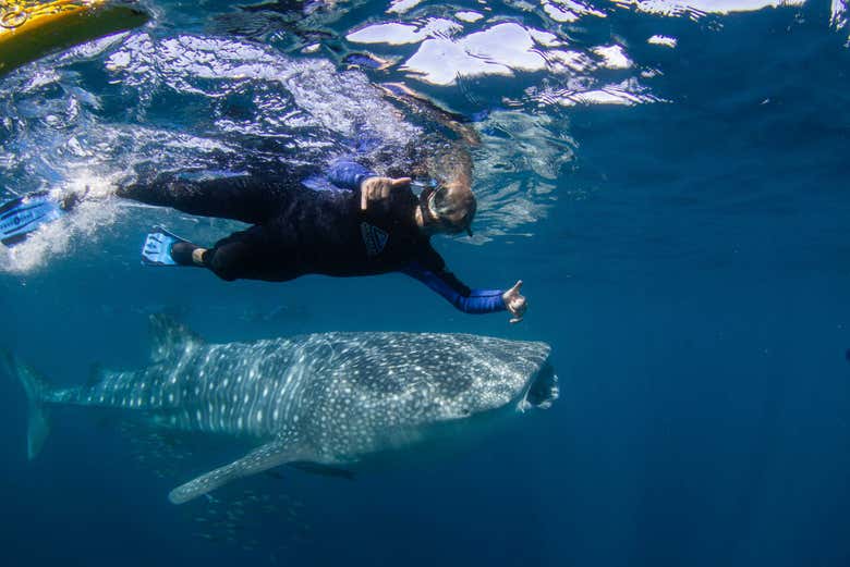 Nadando em mar aberto com um tubarão-baleia