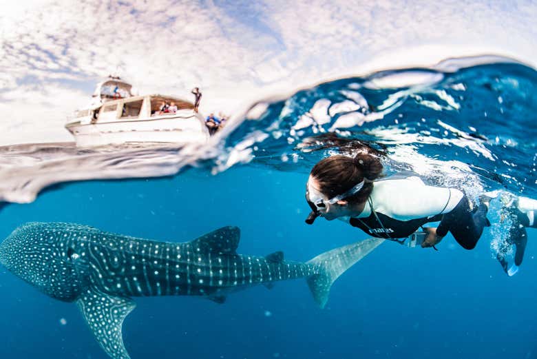 Fazendo snorkel com tubarões-baleia
