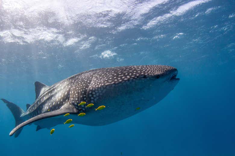 Um tubarão-baleia com alguns peixes