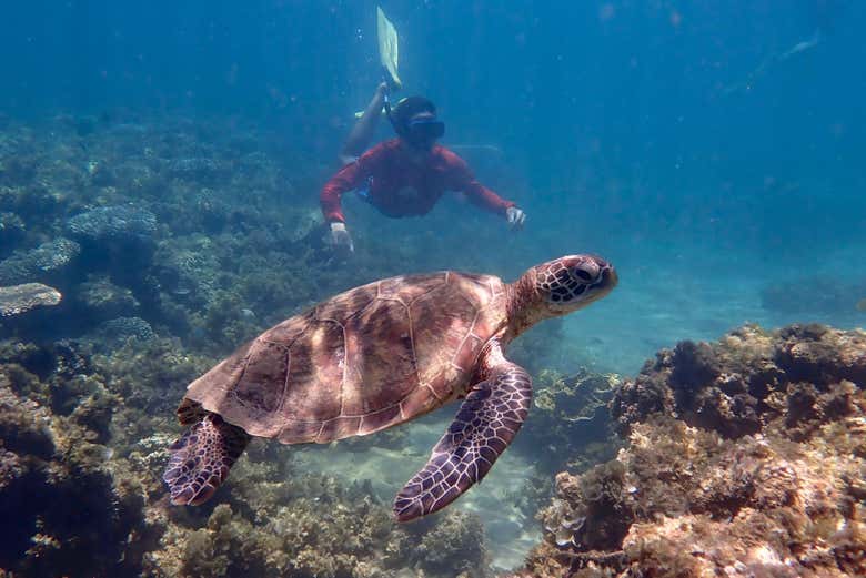 Nuotando con una tartaruga