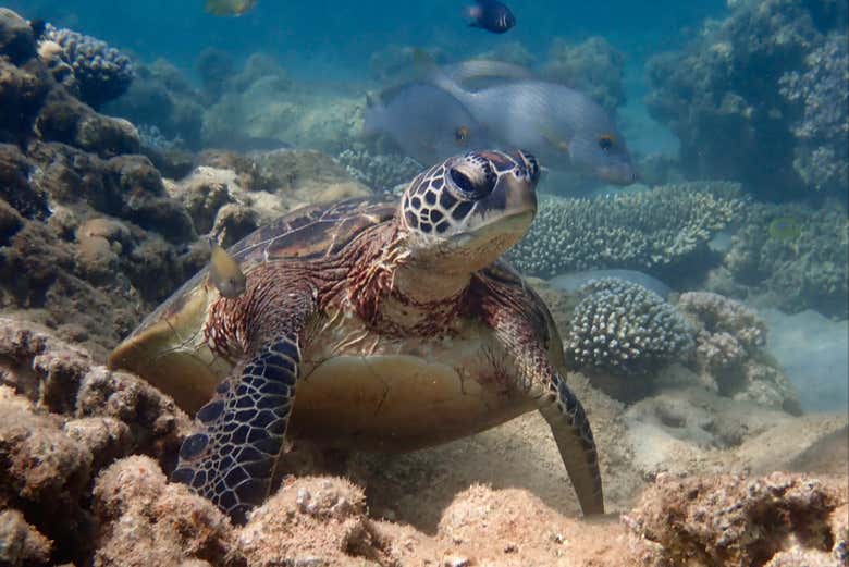 La vita marina dell'Australia Occidentale