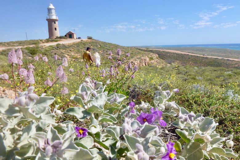 O farol de Vlamingh Head