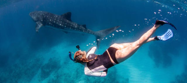 Nado con ballenas jorobadas o tiburones ballena en la Costa de Ningaloo