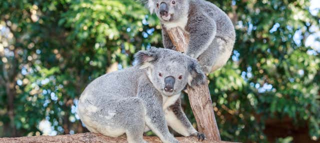 Entrada a Currumbin Wildlife Sanctuary