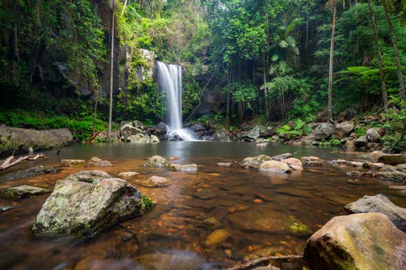 Tamborine National Park Day Trip