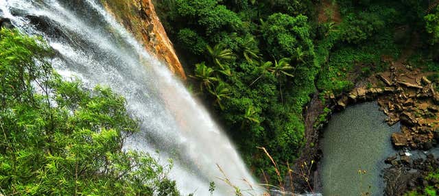 Excursión al Parque Nacional Springbrook + Avistamiento de canguros