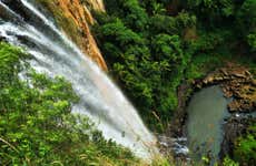 Springbrook National Park + Kangaroos Tour