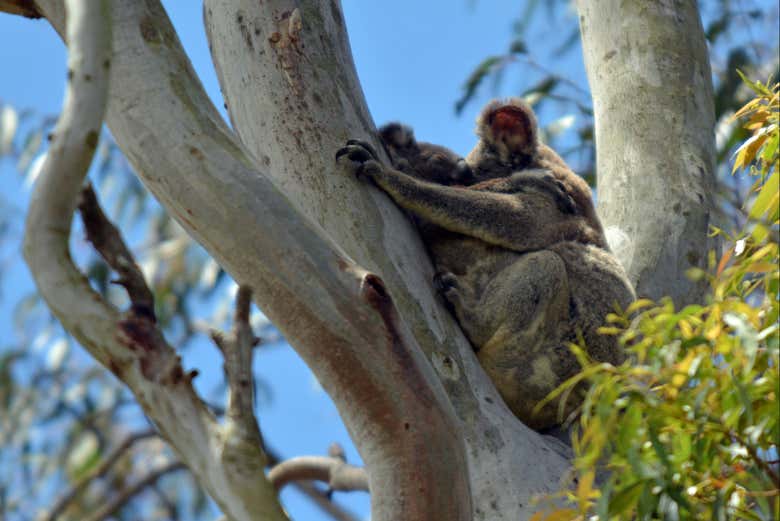 Viendo a los amigables koalas