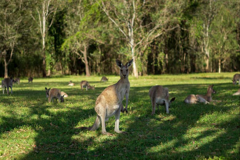 Encontrándonos con canguros en Tamborine