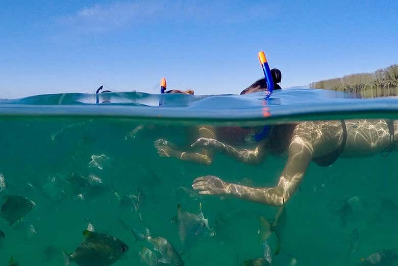 Faites du snorkeling à Gold Coast