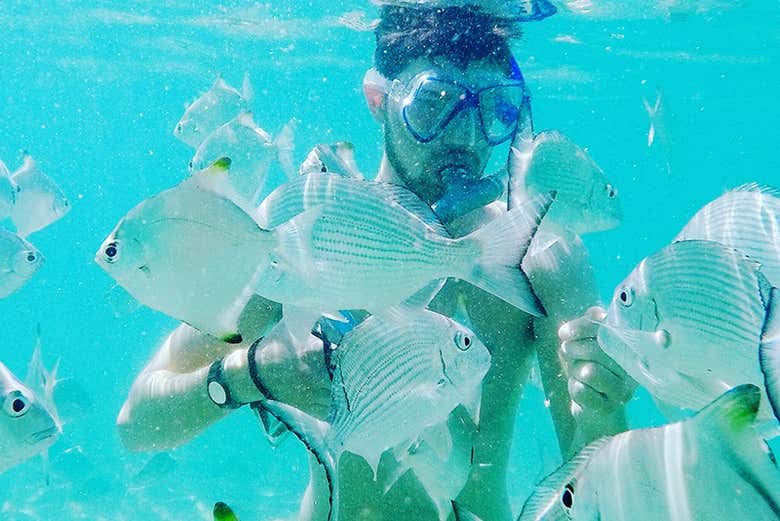 Nagez parmi les poissons