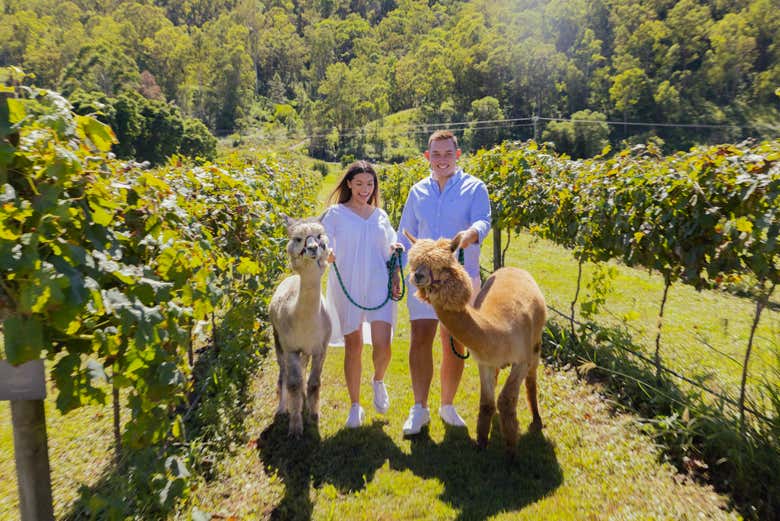 Vous pourrez voir des alpagas dans le vignoble