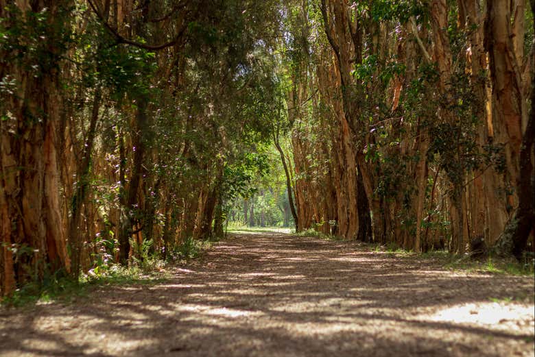 Visitando el Parque Natural de Coombabah Lakelands