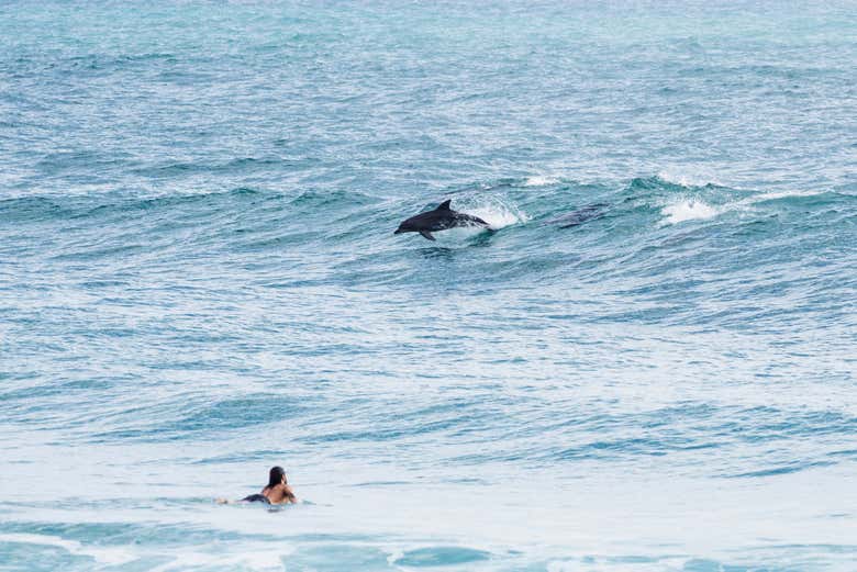 Dauphin à Gold Coast