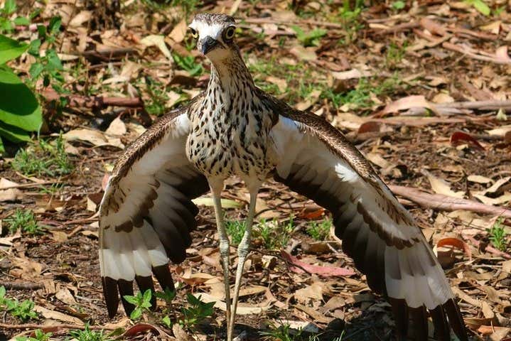 Descubriremos la fauna de Gold Coast