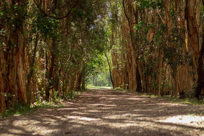Coombabah Lakelands Conservation Park