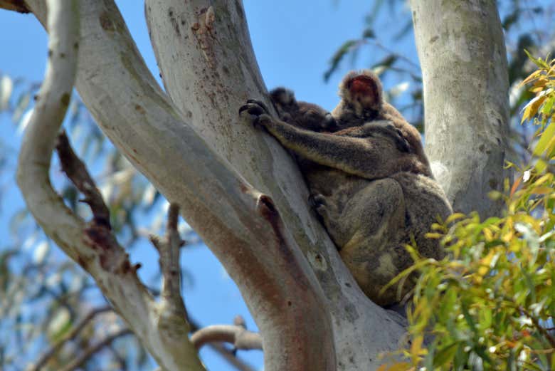 Des Koalas se reposant dans les arbres