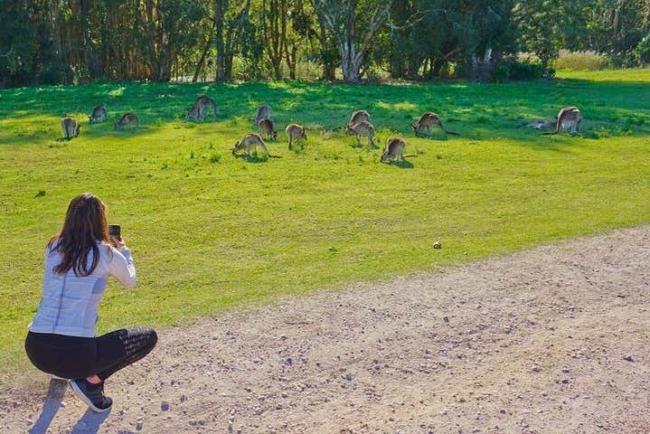 Fotografiando a los canguros de Gold Coast
