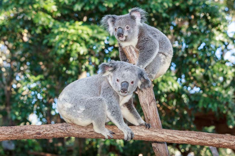 Dois coalas no Currumbin Wildlife Sanctuary