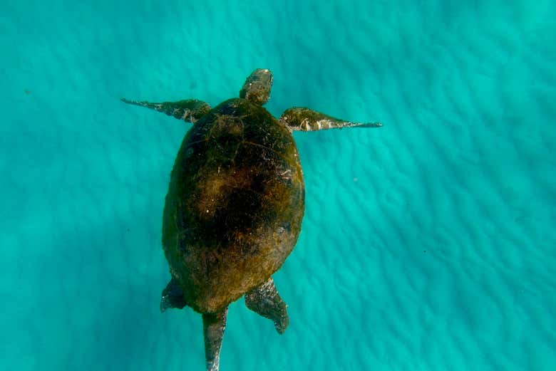 Discovering Turtle during snorkeling