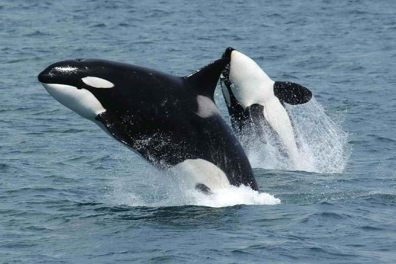 Ingresso do Sea World
