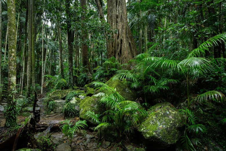 Atravesando el bosque tropical de Tamborine
