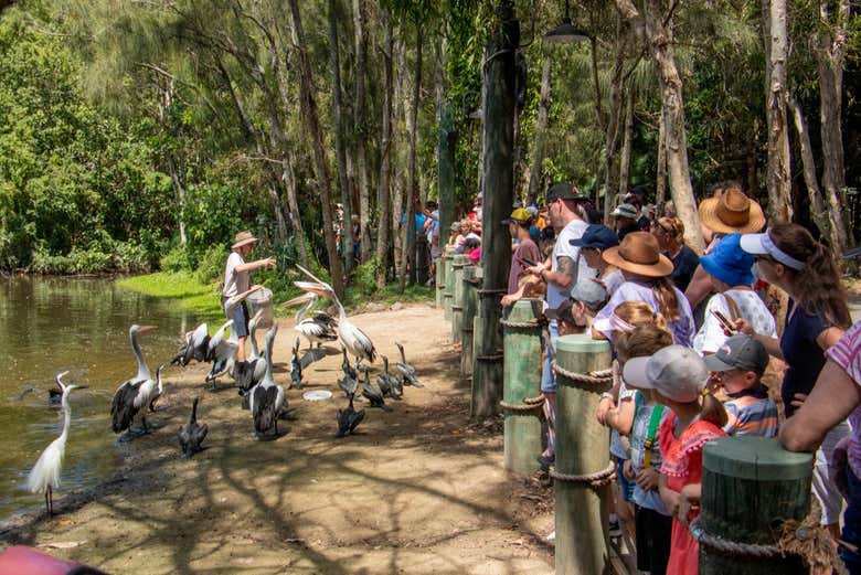 Visitando o santuário animal de Gold Coast