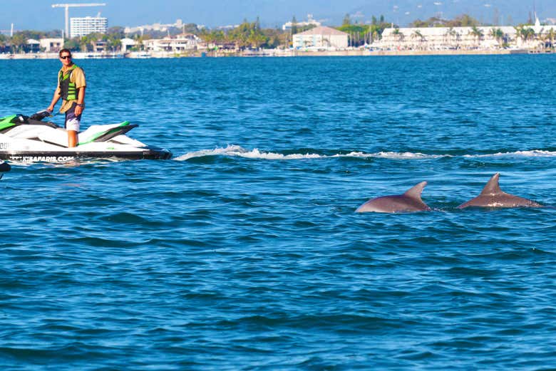 Dolphins swimming next to the jet skis