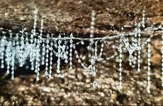 Excursion de nuit aux Glow Worm Caves