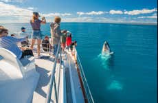Avistamiento de ballenas en Hervey Bay