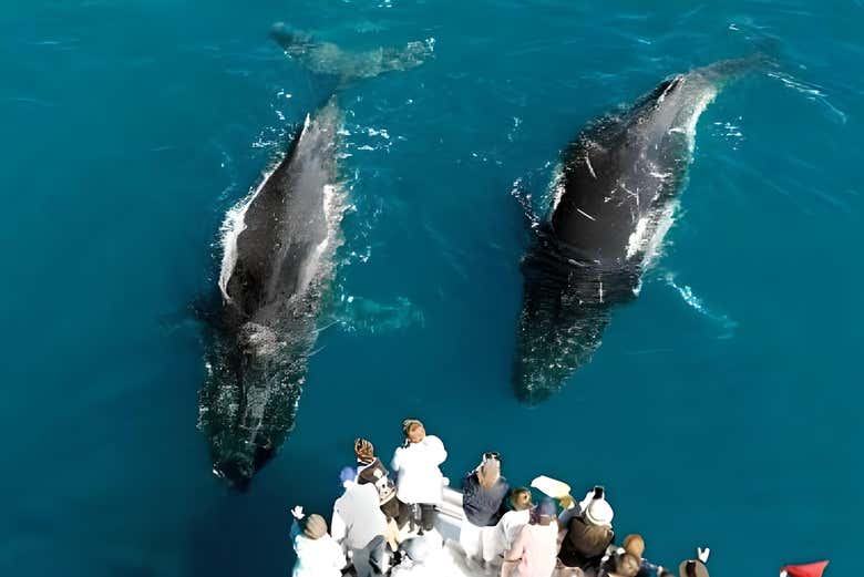 Veréis las ballenas desde un lugar privilegiado