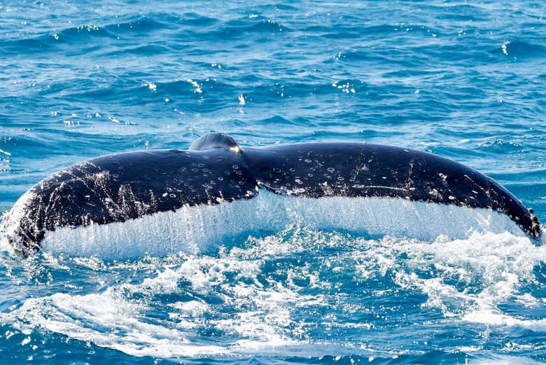 La cola de una ballena jorobada que veremos