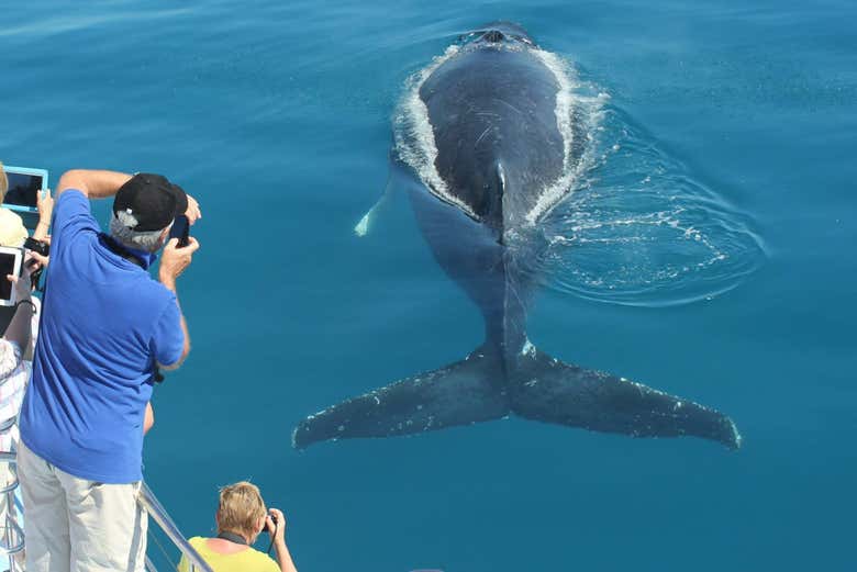 Spot whales in the wild