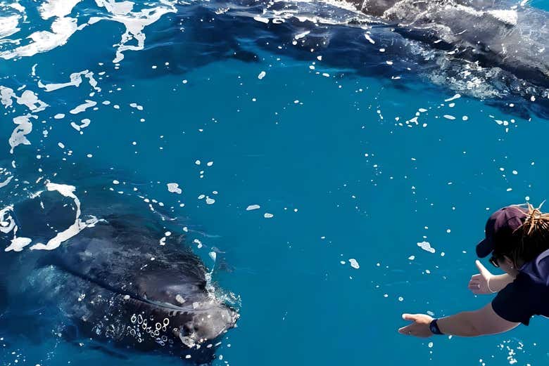 See whales up-close