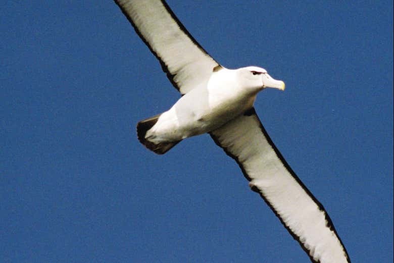 Albatros qui planent au-dessus de Bruny Island